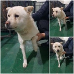 경기 남양주 별내동에서 강아지 발견 보호