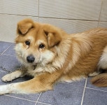 대구 달서 성서 보성아파트에서 갈색 강아지 발견 보호