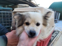 경기 광명 뉴광명동물메디컬센터에서 강아지 발견 보호