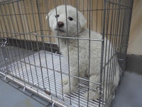 충남 공주 유구읍에서 강아지 발견 보호