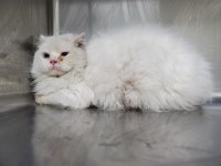경기 수원 팔달산로 318에서 페르시안 고양이 발견 보호