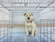 경기 여주 오학동에서  풍산견 발견 보호