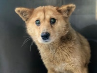 광주 광산구에서 강아지 발견 보호