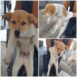 경기 화성 향남읍에서 강아지 발견 보호