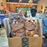 고양이랑 술래잡기하다 갈비뼈에 금 간 집사..냥이는 나 몰라라