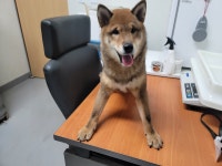 경기 수원 장안구 수성로에서 시바 발견 보호