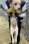 전남 광양 봉강면에서 강아지 발견 보호
