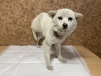 전남 순천 도사동에서 강아지 발견 보호