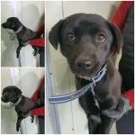 경기 남양주 화도읍에서 강아지 발견 보호