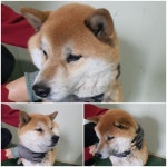 경기 남양주 호평동에서  시바 발견 보호