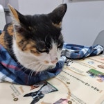 경기 파주 해솔마을7단지에서  한국 고양이 발견 보호