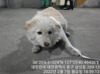 대전 동구 대전로에서 강아지 발견 보호
