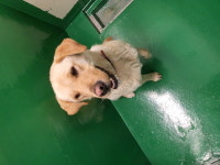 부산 기장 일광면에서  라브라도 리트리버 발견 보호