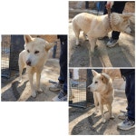경기 화성 비봉면에서 강아지 발견 보호