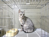 경기 여주 가남읍 태평리에서 진회색 믹스 고양이 발견 보호