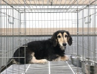 경기 여주 금사면에서  닥스훈트 발견 보호