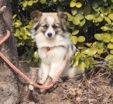 경북 김천 개령중학교에서 강아지 발견 보호