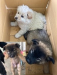 경기 평택 진위면에서 강아지 발견 보호