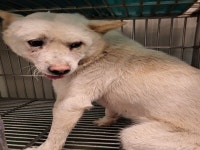 부산 기장 중리1길에서 강아지 발견 보호