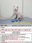 경기 가평 내수면에서 강아지 발견 보호