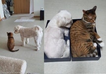 분명 쪼꼬미였는데.. 폭풍 성장한 고양이 동생 보고 당황한 댕댕이