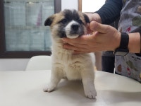 전북 전주 평화동에서 강아지 발견 보호