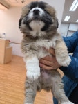 경기 파주 파주읍에서 강아지 발견 보호
