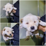 경기 남양주 화도읍에서 강아지 발견 보호