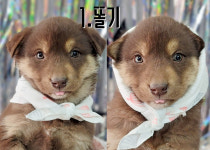 경북 포항시 호미곶면 해맞이로에서 강아지 발견 보호