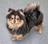 경기 용인 기흥구 청덕동에서 포메라니안 발견 보호