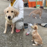 충남 당진시 송산면에서 골든 리트리버 발견 보호