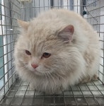 세종 연기면 눌왕리에서 페르시안 고양이 발견 보호