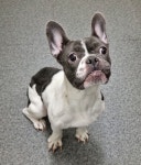 경기 용인 기흥구 보라동에서 보스턴 테리어 발견 보호