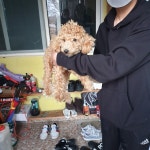 충남 서천 마산면 삼일로 7에서 푸들 발견 보호