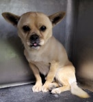 충북 제천 청풍호로10길3에서 강아지 발견 보호