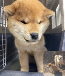 강원 강릉 연곡면에서 시바 발견 보호