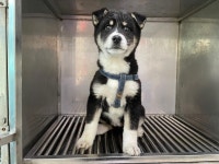 광주 북구 양산동에서 강아지 발견 보호