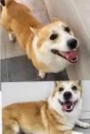 경북 경주 외동읍에서  웰시 코기 펨브로크 발견 보호