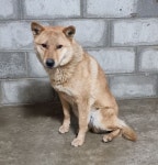 전북 군산 오식도동에서 강아지 발견 보호
