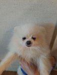 경기 안산 새방죽1길에서  포메라니안 발견 보호