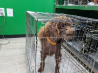 경기 고양 행주내동에서  푸들 발견 보호