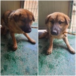 경기 남양주 진건읍에서 강아지 발견 보호