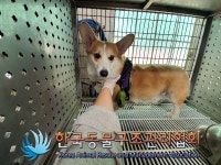 서울 영등포구 대림동에서  웰시 코기 펨브로크 발견 보호