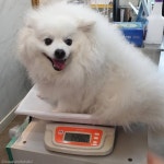 후드티인 줄... 아무도 눈치채지 못한 강아지옷의 정체