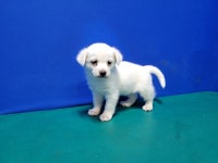 경북 경산 와촌에서 강아지 발견 보호