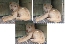 전남 여수 웅천4길에서 진돗개 발견 보호