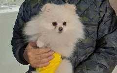 경기 안산 새방죽1길에서  포메라니안 발견 보호