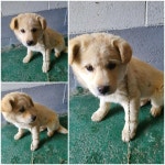 경기 남양주 오남읍에서 강아지 발견 보호