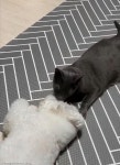 급발진한 강아지 동생에게 뽀뽀해준 고양이 오빠..옛다 관심!