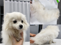 충남 서산 석남1로에서  포메라니안 발견 보호